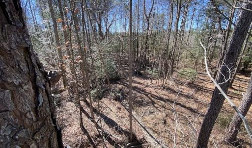 Photo #24 of SOLD property in Off Old Myrtle Road, Carrsville, VA 39.0 acres