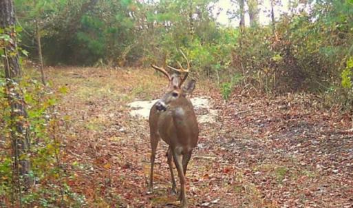 Photo #27 of SOLD property in Off Old Myrtle Road, Carrsville, VA 39.0 acres
