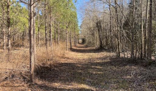 Photo #29 of SOLD property in Off Old Myrtle Road, Carrsville, VA 39.0 acres
