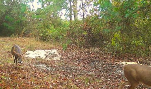 Photo #32 of SOLD property in Off Old Myrtle Road, Carrsville, VA 39.0 acres