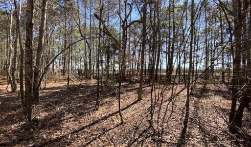 Photo #34 of SOLD property in Off Old Myrtle Road, Carrsville, VA 39.0 acres
