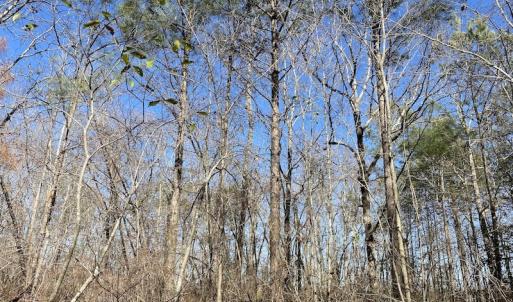 Photo #36 of SOLD property in Off Old Myrtle Road, Carrsville, VA 39.0 acres