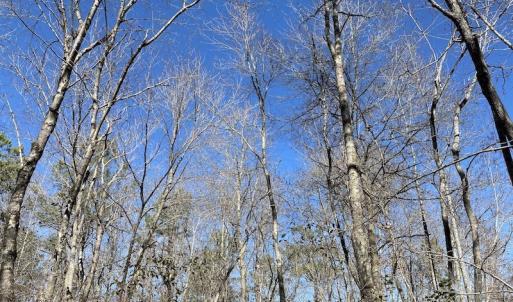Photo #37 of SOLD property in Off Old Myrtle Road, Carrsville, VA 39.0 acres