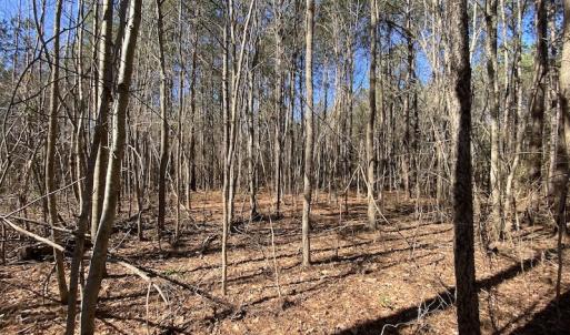Photo #40 of SOLD property in Off Old Myrtle Road, Carrsville, VA 39.0 acres