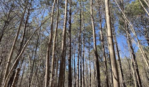 Photo #42 of SOLD property in Off Old Myrtle Road, Carrsville, VA 39.0 acres