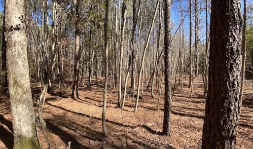 Photo #44 of SOLD property in Off Old Myrtle Road, Carrsville, VA 39.0 acres