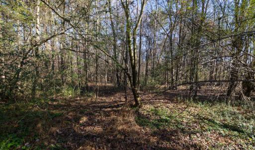Photo #15 of SOLD property in Off NC 11, Albertson, NC 13.0 acres