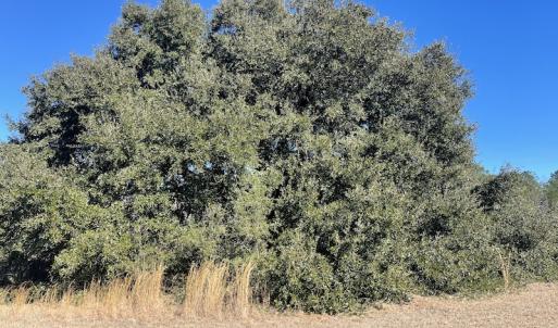 Photo #16 of SOLD property in 471 Dudley Road, Latta, SC 61.6 acres