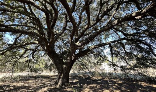 Photo #17 of SOLD property in 471 Dudley Road, Latta, SC 61.6 acres