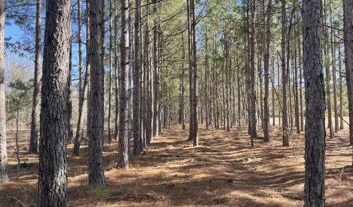 Photo #22 of SOLD property in 471 Dudley Road, Latta, SC 61.6 acres