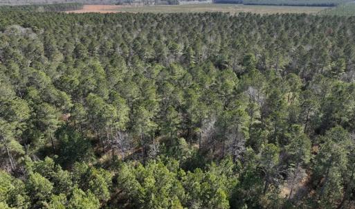 Photo #8 of SOLD property in 325 Trailwood Court, Edenton, NC 16.8 acres