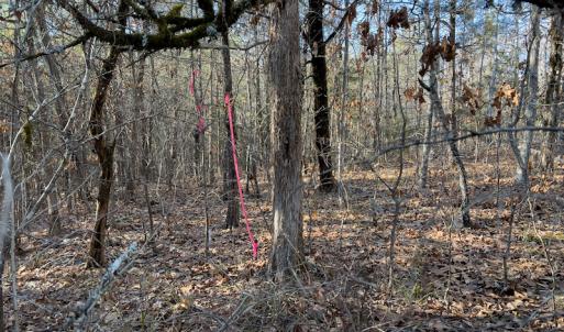Photo #21 of Off Weadon Road, Blanch, NC 246.0 acres