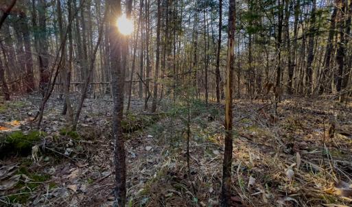 Photo #35 of Off Weadon Road, Blanch, NC 246.0 acres