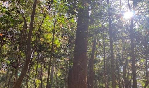 Photo #14 of SOLD property in Cypress Bridge Park, Newsoms, VA 63.4 acres