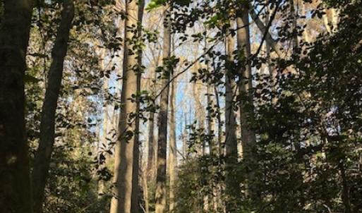 Photo #20 of SOLD property in Cypress Bridge Park, Newsoms, VA 63.4 acres