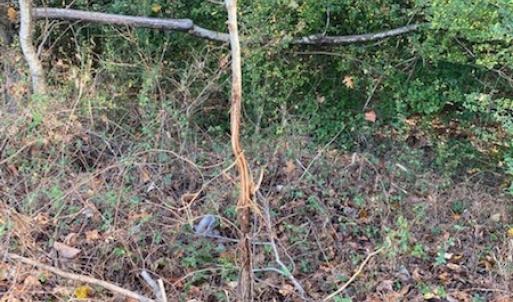 Photo #23 of SOLD property in Cypress Bridge Park, Newsoms, VA 63.4 acres