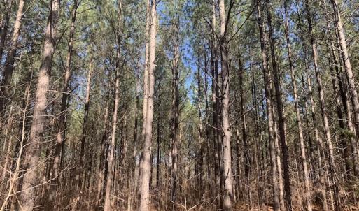 Photo #20 of SOLD property in Off Peninsula Lane, Bullock, NC 68.0 acres