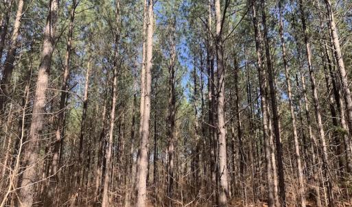 Photo #20 of SOLD property in Off Peninsula Lane, Bullock, NC 68.0 acres