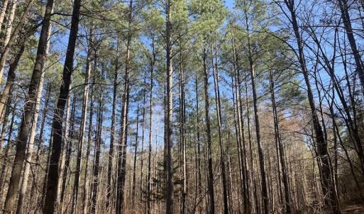 Photo #29 of SOLD property in Off Peninsula Lane, Bullock, NC 68.0 acres
