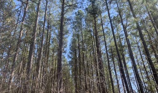 Photo #33 of SOLD property in Off Peninsula Lane, Bullock, NC 68.0 acres