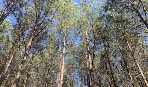 Photo #34 of SOLD property in Off Peninsula Lane, Bullock, NC 68.0 acres
