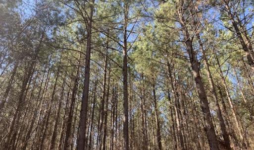 Photo #35 of SOLD property in Off Peninsula Lane, Bullock, NC 68.0 acres