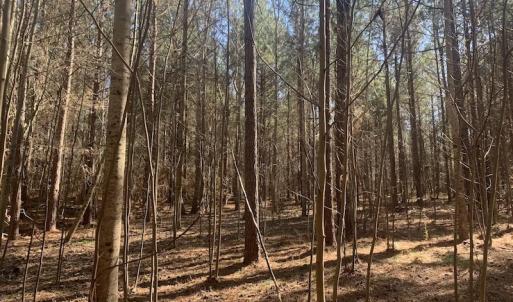 Photo #39 of SOLD property in Off Peninsula Lane, Bullock, NC 68.0 acres