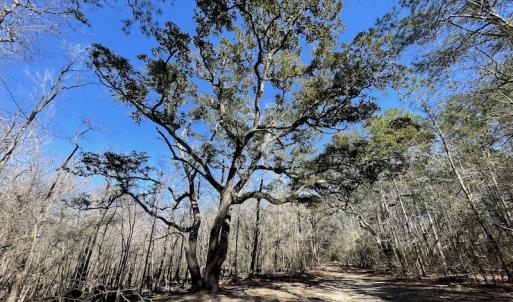Photo #30 of SOLD property in Off Waccamaw Lane, Longs, SC 142.2 acres
