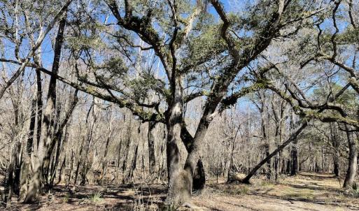 Photo #44 of SOLD property in Off Waccamaw Lane, Longs, SC 142.2 acres