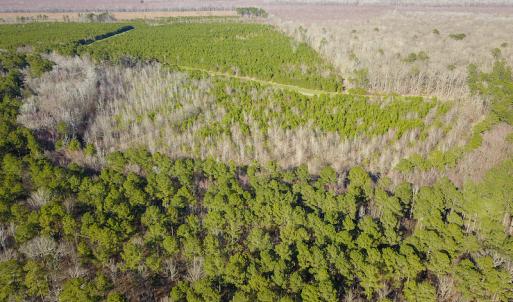 Photo #9 of SOLD property in Off Arrow Lane, Lewiston, NC 225.0 acres