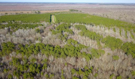 Photo #11 of SOLD property in Off Arrow Lane, Lewiston, NC 225.0 acres