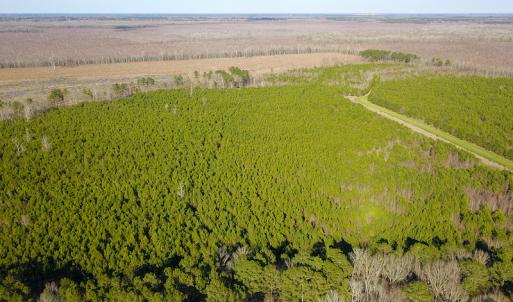 Photo #15 of SOLD property in Off Arrow Lane, Lewiston, NC 225.0 acres