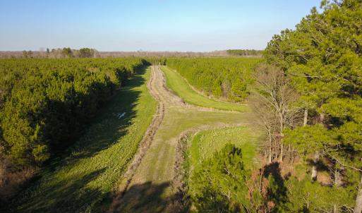 Photo #20 of SOLD property in Off Arrow Lane, Lewiston, NC 225.0 acres