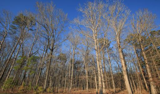 Photo #37 of SOLD property in Off Arrow Lane, Lewiston, NC 225.0 acres