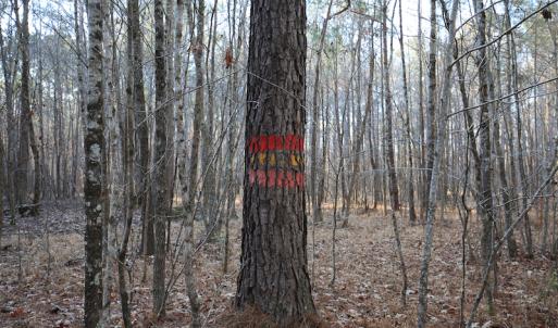 Photo #38 of SOLD property in Off Arrow Lane, Lewiston, NC 225.0 acres