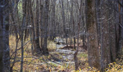Photo #28 of SOLD property in Off Arrow Lane, Lewiston, NC 225.0 acres