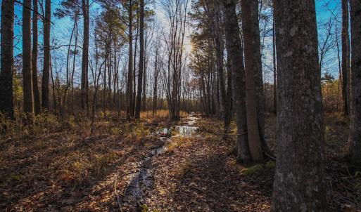 Photo #29 of SOLD property in Off Arrow Lane, Lewiston, NC 225.0 acres