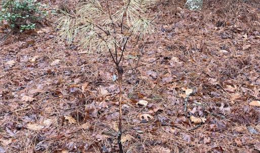 Photo #21 of SOLD property in Off Good Hope Road, Lanexa, VA 26.3 acres