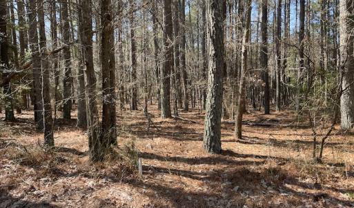 Photo #16 of SOLD property in Off Ashby Road, Exmore, VA 14.3 acres