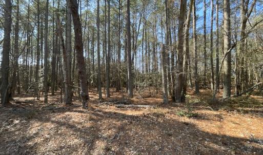 Photo #17 of SOLD property in Off Ashby Road, Exmore, VA 14.3 acres