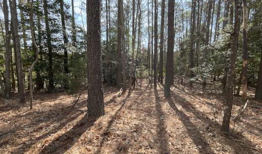 Photo #18 of SOLD property in Off Ashby Road, Exmore, VA 14.3 acres
