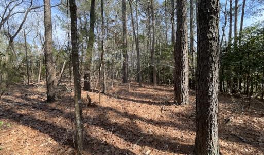 Photo #19 of SOLD property in Off Ashby Road, Exmore, VA 14.3 acres