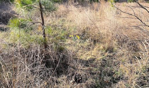 Photo #8 of SOLD property in Off Desha Road, Tappahannock, VA 5.7 acres