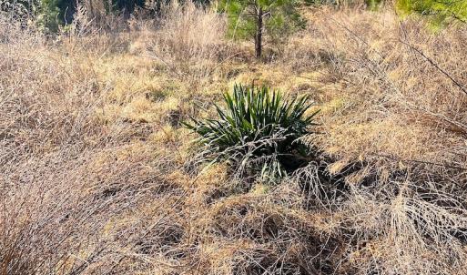 Photo #9 of SOLD property in Off Desha Road, Tappahannock, VA 5.7 acres