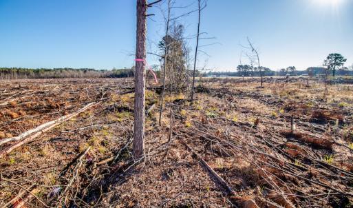 Photo #7 of SOLD property in Off Highway 17, Vanceboro, NC 7.7 acres