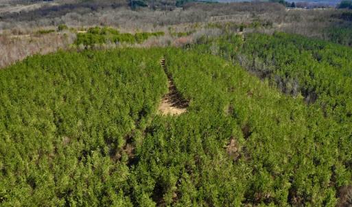 Photo #15 of SOLD property in Off Hog Wallow Road, Nathalie, VA 98.4 acres