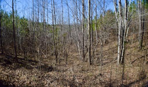 Photo #27 of SOLD property in Off Hog Wallow Road, Nathalie, VA 98.4 acres