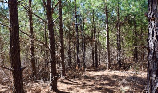 Photo #28 of SOLD property in Off Hog Wallow Road, Nathalie, VA 98.4 acres