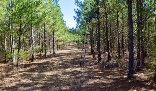 Photo #31 of SOLD property in Off Hog Wallow Road, Nathalie, VA 98.4 acres