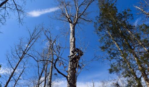 Photo #34 of SOLD property in Off Hog Wallow Road, Nathalie, VA 98.4 acres